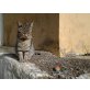 Frederick, griechischer Strassenkater - Kater