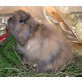 Frederik, Mini Lop - männlich