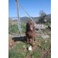 Fredo, Mischling - Rüde