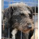 Fredo, Pudel-Schnauzer-Mischling - Rüde