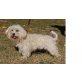 Fredolic, Bichon Frise Mix - Rüde