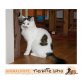Freigänger ENRICO, Tierschutz - Kater