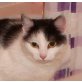 Freigängerin SERAFINA, Tierschutz - Katze
