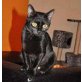 Freigängerin Stella, Tierschutz - Katze