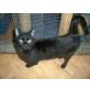 Freigängerin Tabea, Europäisch Kurzhaar - Katze