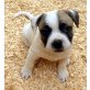 French Bully Mixwelpen Welpen - Hündin