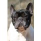 Frenchi, Französische Bulldogge - Rüde