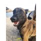 Fresa, Malinois - Hündin