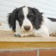 Fresa, Mix - Hündin
