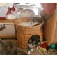 Fresco, Flash, Fury, Fuchur, Fortuna, Maine Coon - Kater