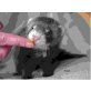 Frettchen