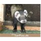 Frettchen - weiblich
