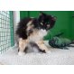 Freundliche, junge Einzelkatze Virgen, Langhaar-Mix - Katze