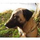 Freya, Belgischer Schäferhund - Hündin