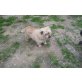 Freya, Cairn-Terrier - Hündin