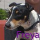 Freya, Foxterrier-Mix - Hündin