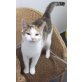 Freya, Freya sucht... - Katze