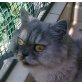 Freya, Perser Mix - Katze