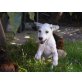 Freya, ist ein kleiner Mischlings-Welpe - Hündin