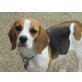 Frida, Beagle Welpen - Hündin