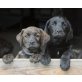 Frida, Cookie, Brownie und Punky, Golden Retriver-Mischlingswelpen - Hündin