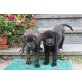 Frida, Cookie, Brownie und Punky, Golden Retriver-Mischlingswelpen - Hündin