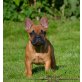 Frida, Französische Bulldogge Welpen - Hündin