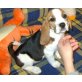 Friderika, Beagle - Hündin