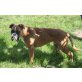 Fridolin, Boxer - Rüde