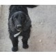 Fridolin, Englischer Cockerspaniel - Rüde