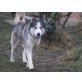 Fridolin, Siberian Husky - Rüde