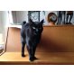Frieda, EHK Wg. Sterbefall abzugeben! - Katze