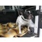 Frieda, Französische Bulldogge - Hündin