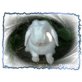 Frieda, Mini Lop - weiblich