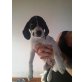 Frieda, Pointer Welpen - Hündin