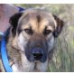 Frieda, Schäferhund Sharpei Mix - Hündin