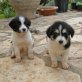 Frieda, deutscher Name mit griechischem Pass! Welpen - Hündin