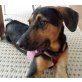 Friedel, Friedel, Hundebub sucht Zuhause PLZ 84034 - Rüde