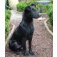 Friedmann, Schnauzermix, 3 Monate, Friedmann, Schnauzermix, 3 Monate Welpen - Rüde