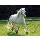 Friese - Hengst