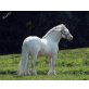 Friese - Hengst