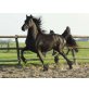 Friese - Hengst