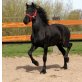 Friese - Stute