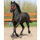 Friese - Stute