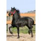 Friese - Stute