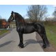 Friese - Stute