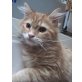 Fritzi, Maine Coon - Kater