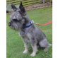 Fritzi, Schnauzer - Rüde