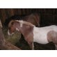 Fritzi, Shetland Pony - Hengst