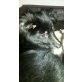 Frl. Smilla sucht liebe Familie.............., spitzgedackelter Sheltie aus Rumänien - Hündin